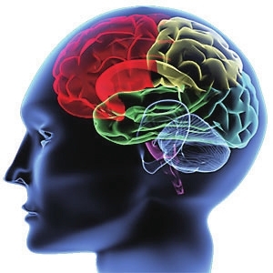 黃瓜有保護腦的作用 黃瓜有保護腦的作用