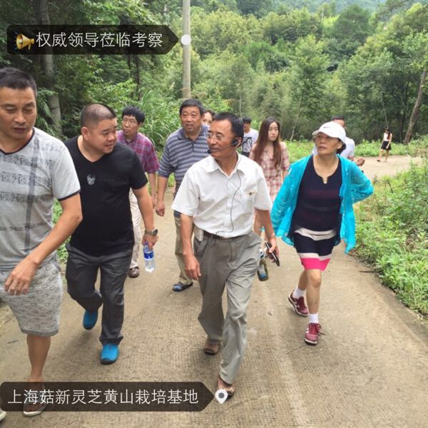 菇新靈芝 菇新靈芝