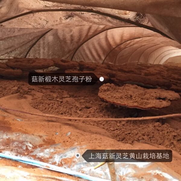 菇新靈芝 菇新靈芝
