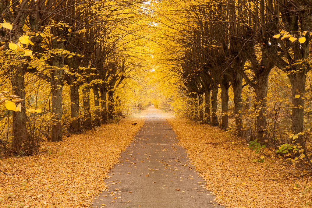 菇新靈芝提示秋天到 菇新靈芝提示秋天到