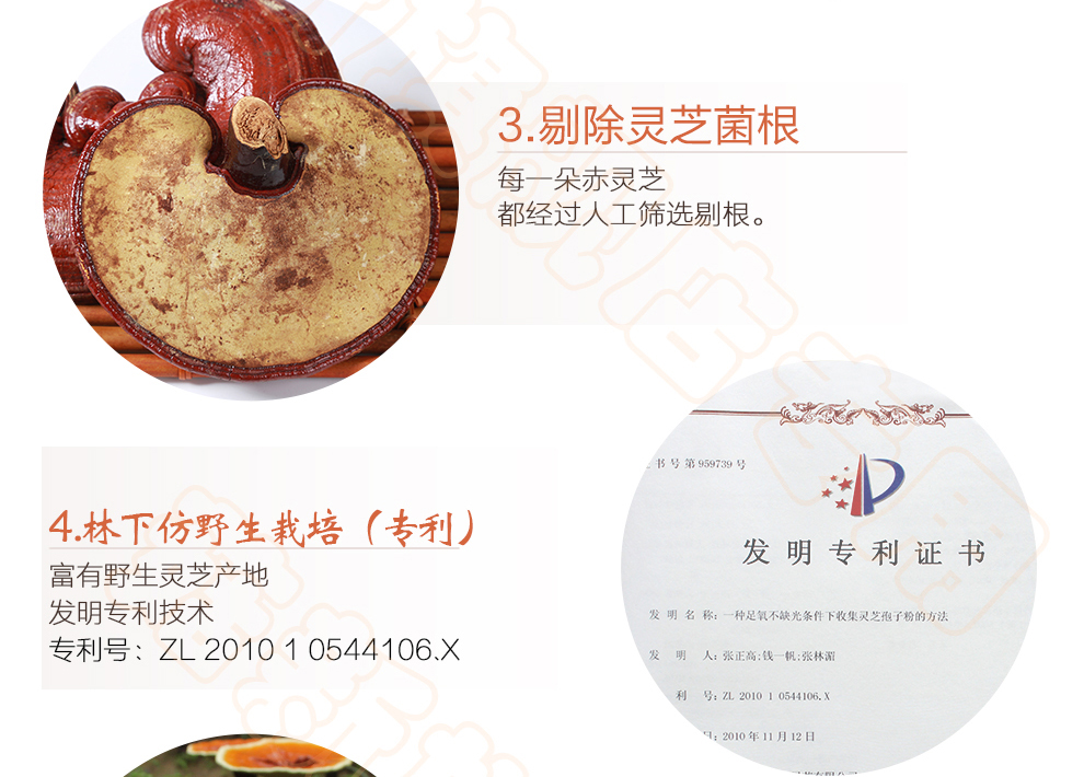 上海菇新赤靈芝子實(shí)體 日芝赤靈芝 上海菇新赤靈芝子實(shí)體 日芝赤靈芝