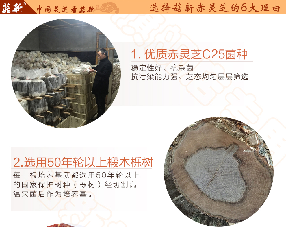 上海菇新赤靈芝子實(shí)體 日芝赤靈芝 上海菇新赤靈芝子實(shí)體 日芝赤靈芝