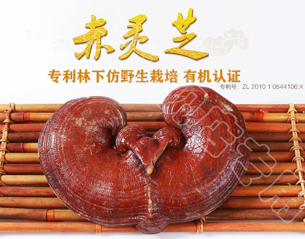 上海菇新赤靈芝子實(shí)體 日芝赤靈芝 上海菇新赤靈芝子實(shí)體 日芝赤靈芝