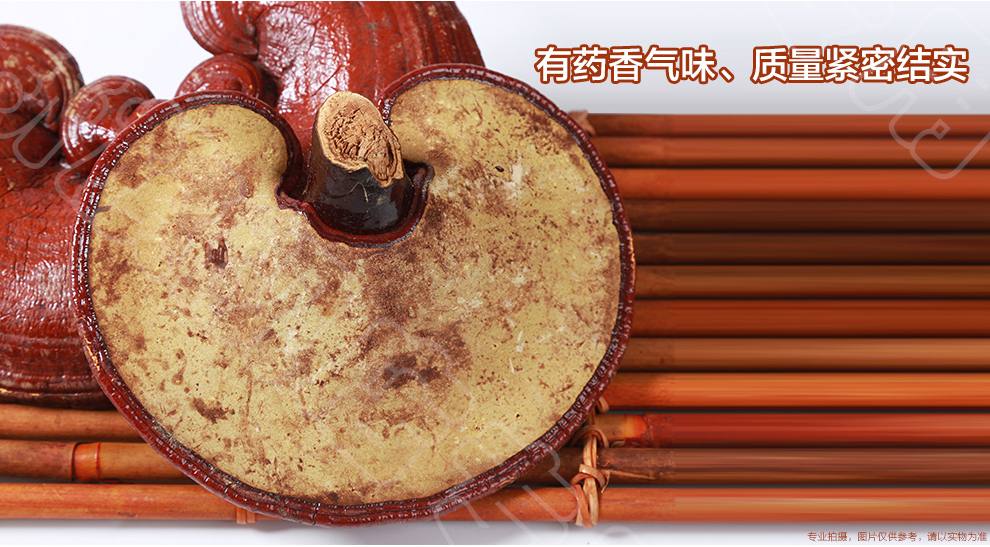 上海菇新赤靈芝子實(shí)體 日芝赤靈芝 上海菇新赤靈芝子實(shí)體 日芝赤靈芝