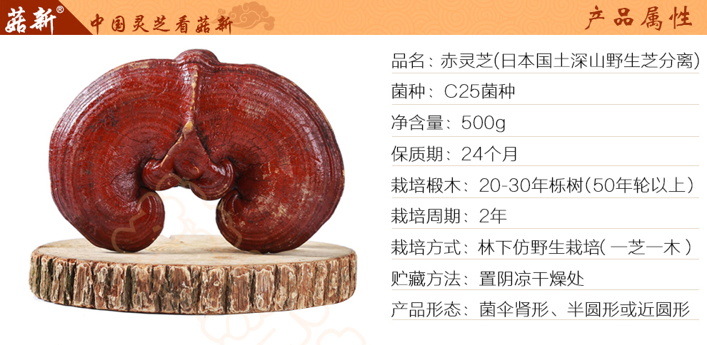 上海菇新赤靈芝子實(shí)體 日芝赤靈芝 上海菇新赤靈芝子實(shí)體 日芝赤靈芝