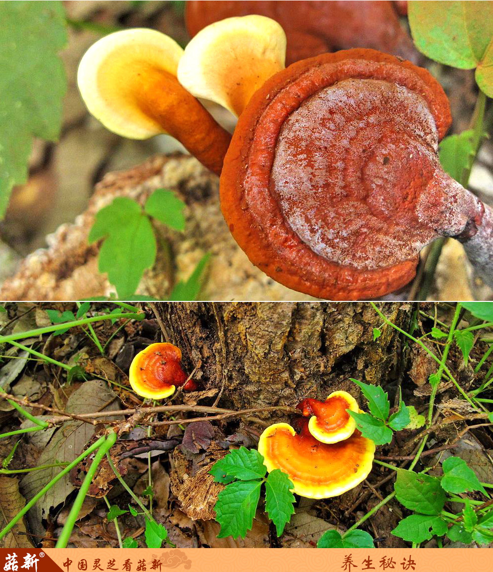 上海菇新 野生靈芝 中個頭 上海菇新 野生靈芝 中個頭