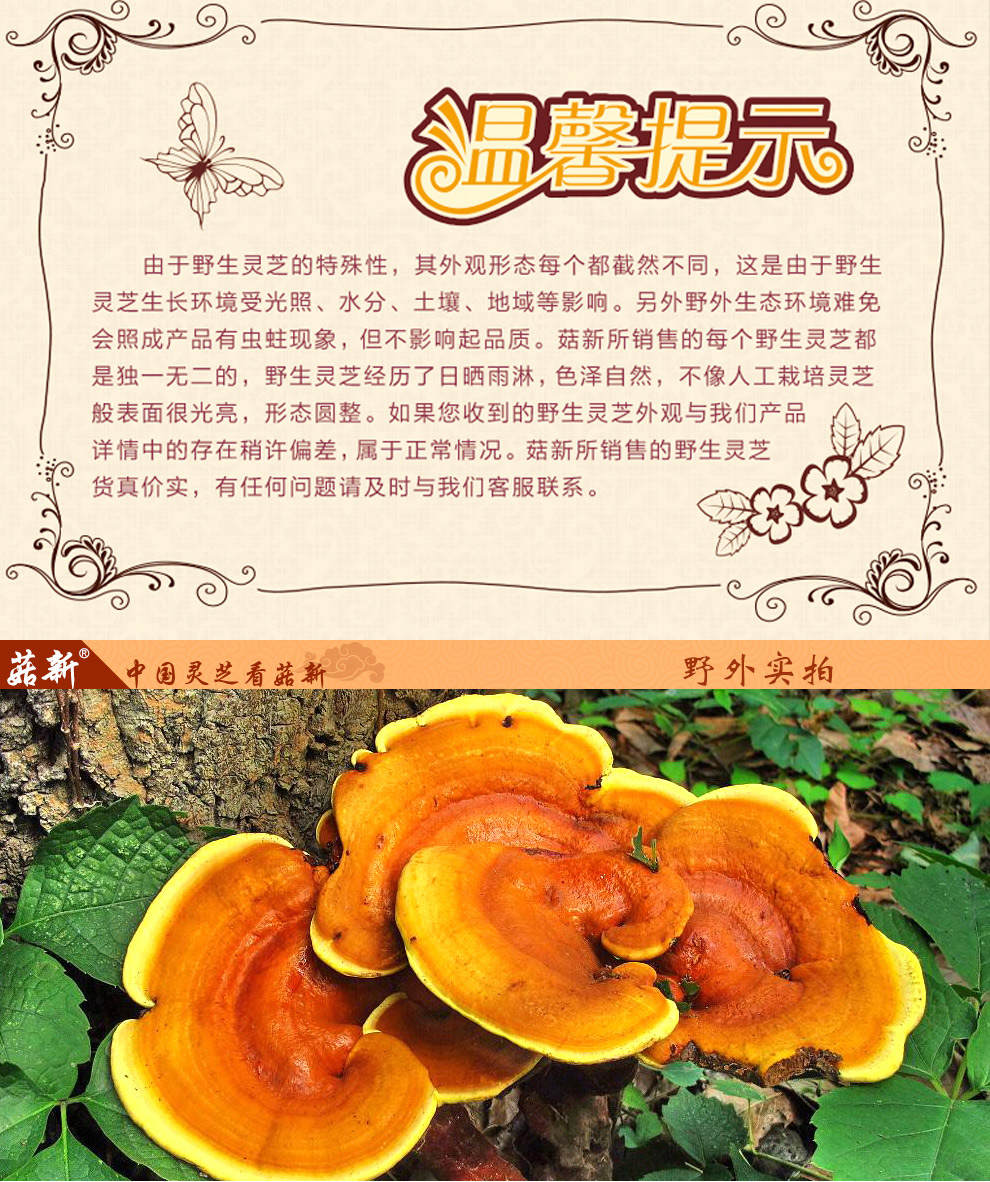 上海菇新 野生靈芝 中個頭 上海菇新 野生靈芝 中個頭