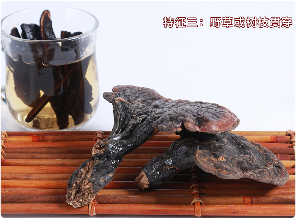 上海菇新 野生靈芝 中個頭 上海菇新 野生靈芝 中個頭