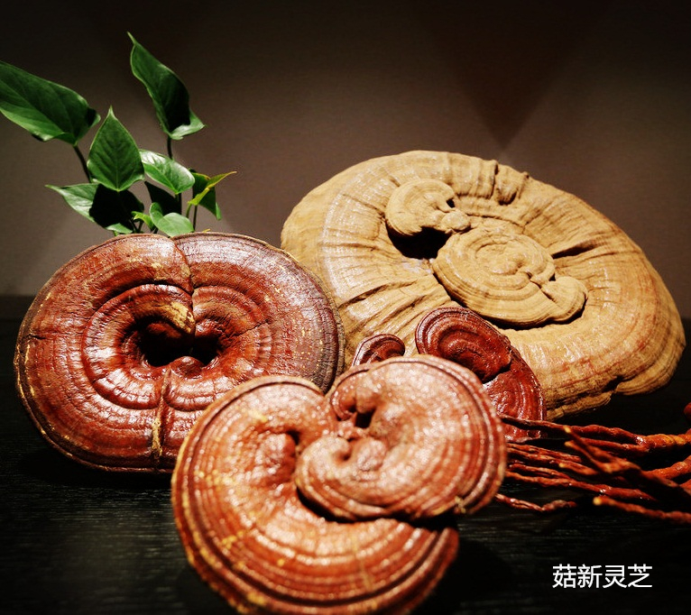 靈芝孢子粉是靈芝的種子對身體無副作用 靈芝孢子粉是靈芝的種子對身體無副作用