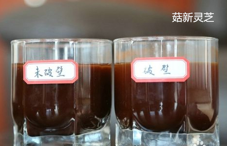 破壁前后靈芝孢子粉對比 破壁前后靈芝孢子粉對比