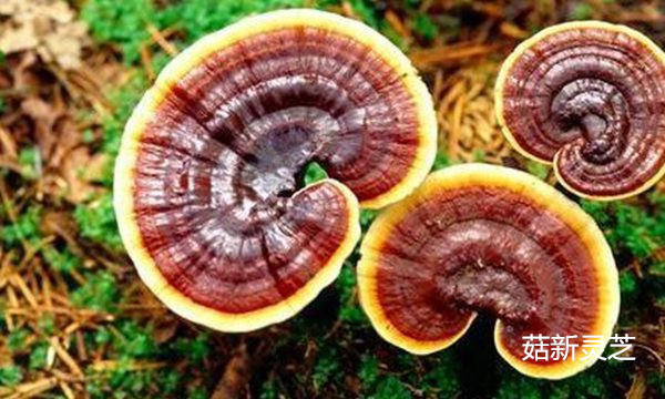 靈芝孢子粉是靈芝的種子 靈芝孢子粉是靈芝的種子