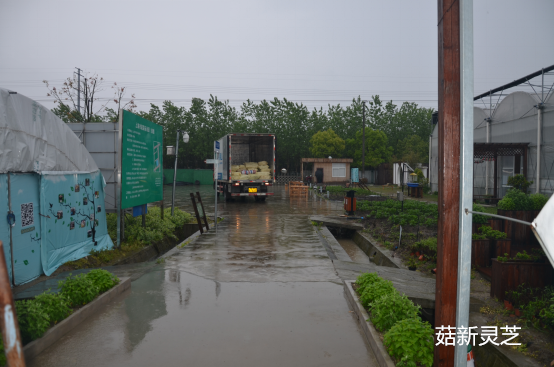 菇新靈芝奉賢種植基地 菇新靈芝奉賢種植基地