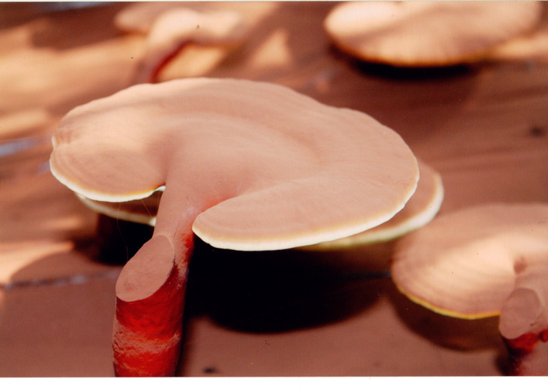 菇新靈芝基地考察 菇新靈芝基地考察