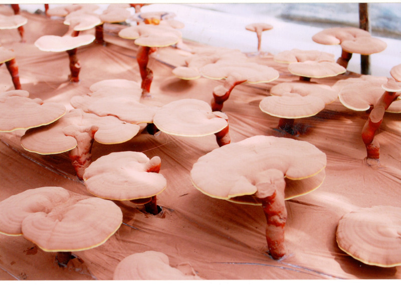 菇新靈芝基地考察 菇新靈芝基地考察