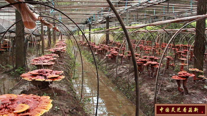 觀賞靈芝栽培區 觀賞靈芝栽培區