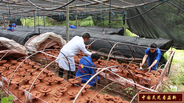 靈芝孢子粉產粉區考察 靈芝孢子粉產粉區考察