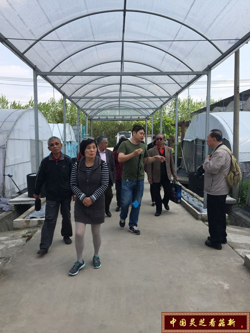 參觀菇新靈芝栽培示范基地 參觀菇新靈芝栽培示范基地