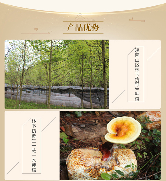 菇新破壁靈芝孢子粉120g裝 菇新破壁靈芝孢子粉120g裝