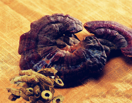 野生靈芝產粉難以收集