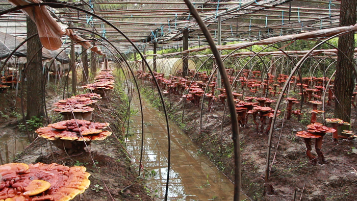 觀賞靈芝栽培區