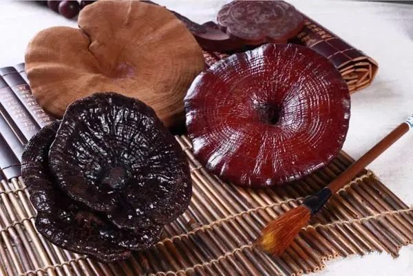 赤靈芝和紫靈芝的區別比較