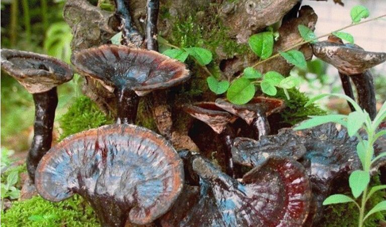 紫靈芝、赤靈芝哪個更好 紫靈芝、赤靈芝哪個更好