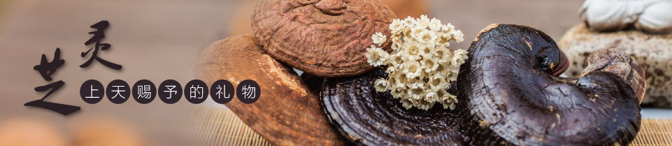 菇新牌破壁靈芝孢子粉,您的健康食品! 菇新牌破壁靈芝孢子粉,您的健康食品!